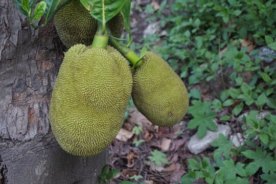 A bunch of green jackfruits hanging on a tree, Closeup shot of unripe jackfruits, Tropical jackfruit farming on a rural garden