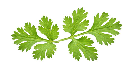 Isolated Fresh Cilantro Leaves