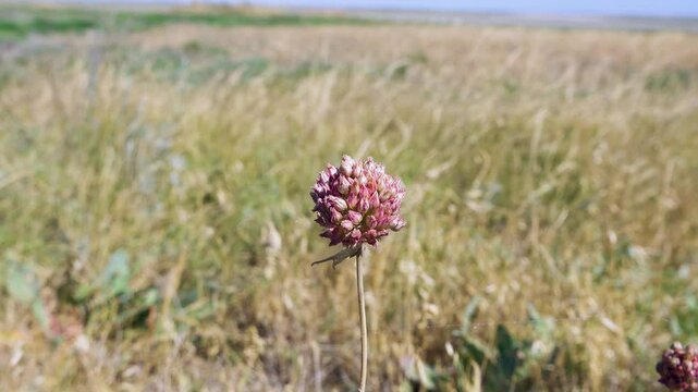 Wild onion, Broadleaf wild leek (Allium atroviolaceum) fruits in dense bloom