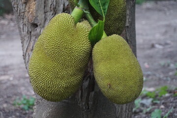 A bunch of green jackfruits hanging on a tree, Closeup shot of unripe jackfruits, Tropical...