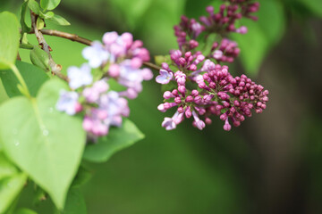 Lilac flowers on a bush. Spring blossom and green leaves