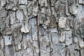 Closeup of rough tree bark texture with natural gray and brown tones perfect for nature backgrounds rustic organic surface designs and ecological environmental projects