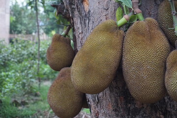 A bunch of jackfruit hanging on the tree, Closeup shot of unripe jackfruits, tropical jackfruit farming in rural Bangladesh