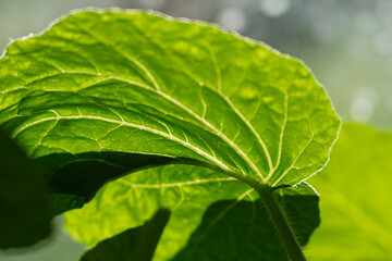 Green cucumber leaf against sun light.