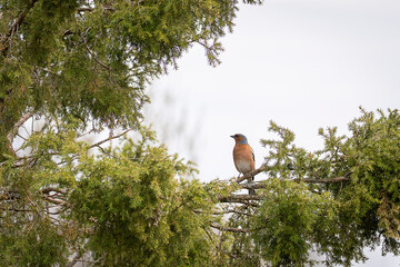 The male Eurasian chaffinch sits on a juniper branch. Common chaffinch, Fringilla coelebs. 