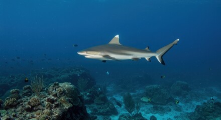Shark in Blue Ocean (Photo)