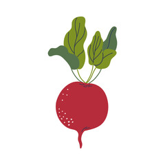 Beetroot. Root vegetable isolated on transparent background. Healthy natural raw vegan food. Hand drawn flat design vector illustration.
