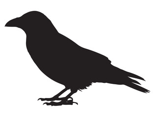  CROW SILHOUETTE WHITE BACKGROUND