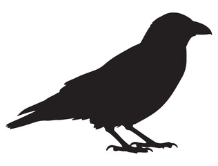  CROW SILHOUETTE WHITE BACKGROUND