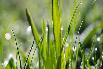 Dewy grass against morning light.