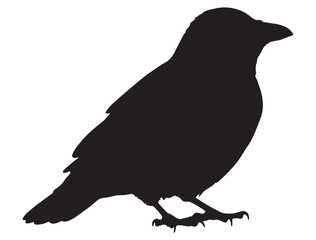  CROW SILHOUETTE WHITE BACKGROUND