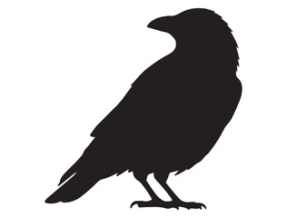 CROW SILHOUETTE WHITE BACKGROUND