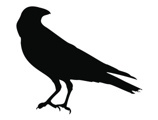  CROW SILHOUETTE WHITE BACKGROUND
