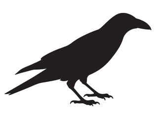  CROW SILHOUETTE WHITE BACKGROUND