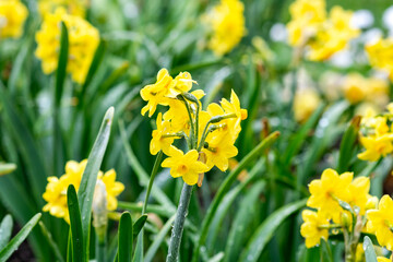 A hybrid of Yellow daffodils in the flowerbed on a rainy day. Close up, selective focus