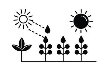 Photosynthesis Overview: Light, Water, CO₂ to Glucose and Oxygen