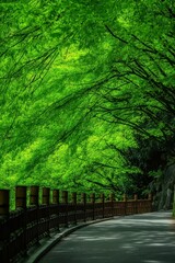 Fototapeta premium A scenic pathway shaded by lush green trees, creating a tranquil and vibrant nature atmosphere.