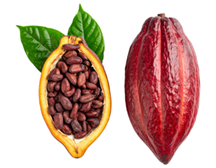 Single Whole and single half cocoa pod with raw beans and leaves isolated on white background. Suitable for marketing or business purposes. PNG file