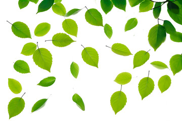 Obraz premium green leaves isolated on white