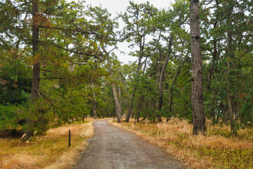 京都　日本三景の一つ　天橋立　美しい松と松林　（日本京都府宮津市）Kyoto, one of the three most scenic spots in Japan, Amanohashidate　(Amano Hashidate), beautiful pines and pine forests (Miyazu City, Kyoto Prefecture, Japan)