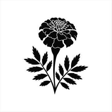 black marigold flower on white background clip art preview