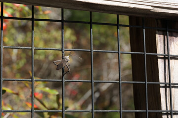 Giant Leaf-Footed Bug