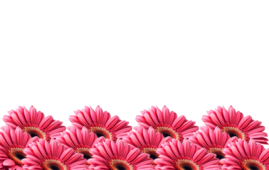 pink and white gerber frame with pink gerberas cut out on transparent background for text inscriptions