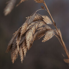 Sea Oats