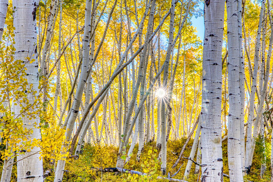 Beautiful Rays of Sun Through Aspen Trees