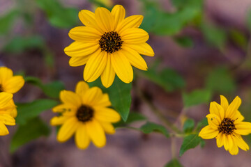 Dune Sunflowers