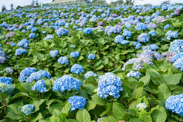 Natural Landscape view of purple Hydrangea flower (Hydrangea macrophylla) in a garden.