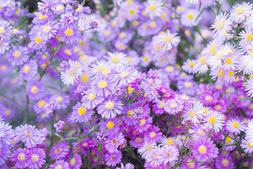 Obraz premium Rock daisy or Brachyscome angustifolia.