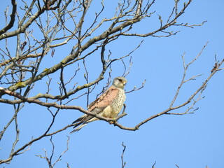 Side view of Kestrel perching on a bare branch