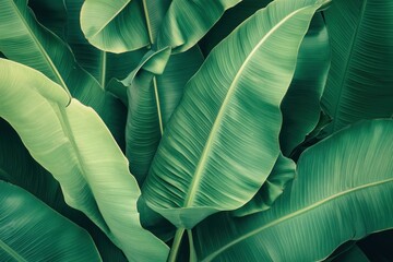 Banana leaves close up