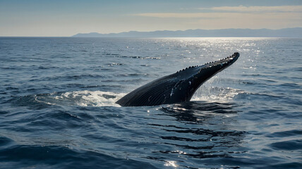 This serene yet powerful sight provides a glimpse of the size and majesty of this magnificent sea creature. The humpback whale's massive, uniquely patterned tail towers high above the calm blue sea.