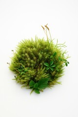 A clump of vibrant green moss with small leaves and stems on a white background.