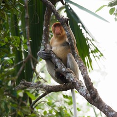 proboscis monkey Kalimantan Borneo