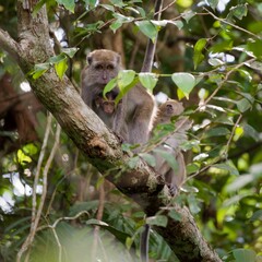 Macaco Kalimantan Borneo