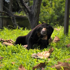 sun bear Kalimantan Borneo