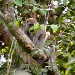 Macaco Kalimantan Borneo