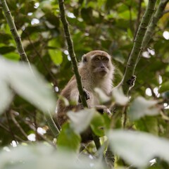 Macaco Kalimantan Borneo