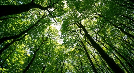 Obraz premium A Canopy of Lush Green Leaves: An Upward View into a Sun-Dappled Forest