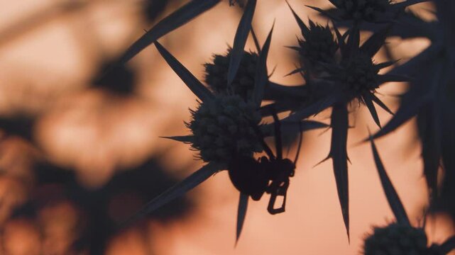 Steppe spider (Latrodectus tredecimguttatus), Black Widow lurks among the thorns of a thistle against the background of the sunset sky. North Black Sea salt steppe