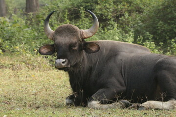 Guar at Nagarhole National Park, India 