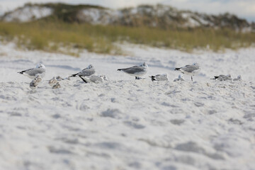 Seagulls on a windy day