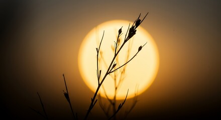 Silhouette of Plant Against Golden Sunset Sky Creates Serene Scenery