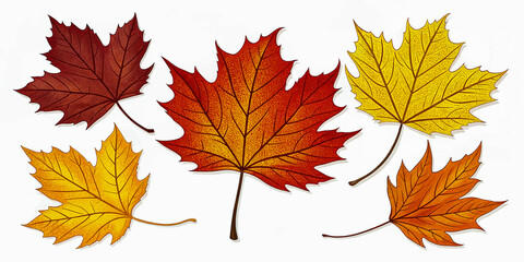 Vibrant Autumn Maple Leaves on White Background