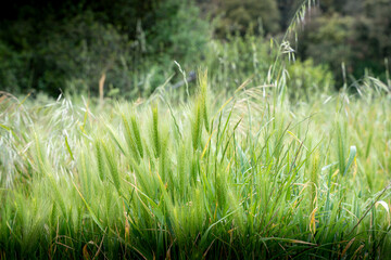 Tall wild green wheat softly moving in an open natural field with forest in the background