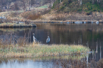 Crane (Grus grus)