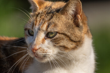 Tabby cat head on Mt. Athos, Greece, February, 2023